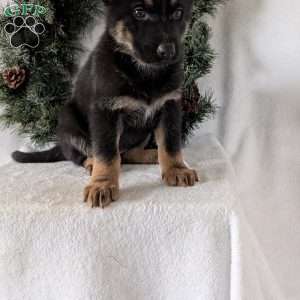 Mazie, German Shepherd Puppy