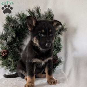 Mazie, German Shepherd Puppy