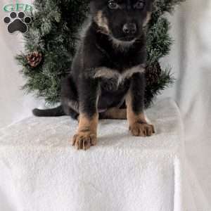 Mazie, German Shepherd Puppy