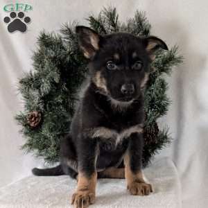 Mazie, German Shepherd Puppy