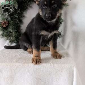 Mazie, German Shepherd Puppy
