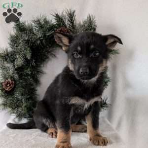 Mazie, German Shepherd Puppy