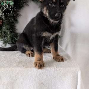 Mazie, German Shepherd Puppy
