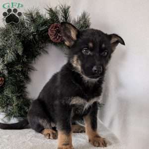 Mazie, German Shepherd Puppy