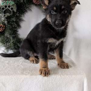 Mazie, German Shepherd Puppy