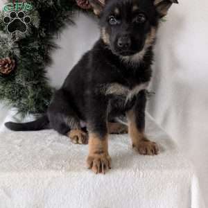 Mazie, German Shepherd Puppy