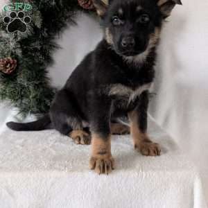 Mazie, German Shepherd Puppy