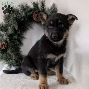 Mazie, German Shepherd Puppy
