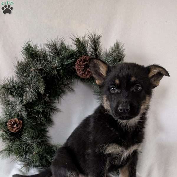 Mazie, German Shepherd Puppy