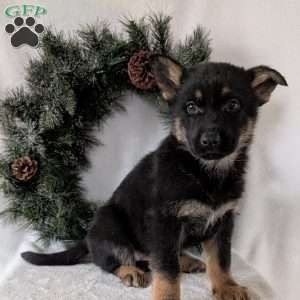 Mazie, German Shepherd Puppy