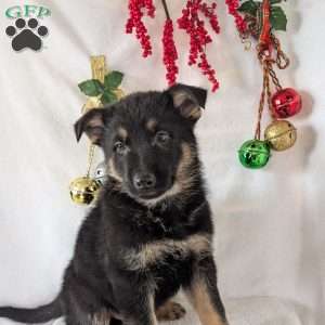 Mack, German Shepherd Puppy