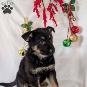 Mack, German Shepherd Puppy