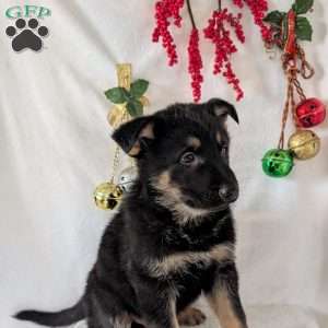 Mack, German Shepherd Puppy