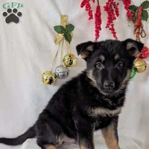 Mack, German Shepherd Puppy