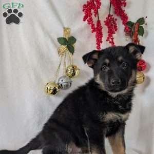 Mack, German Shepherd Puppy