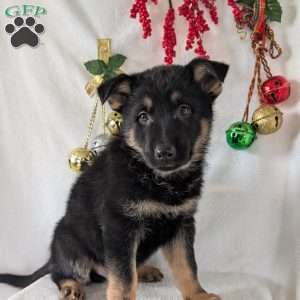 Mack, German Shepherd Puppy