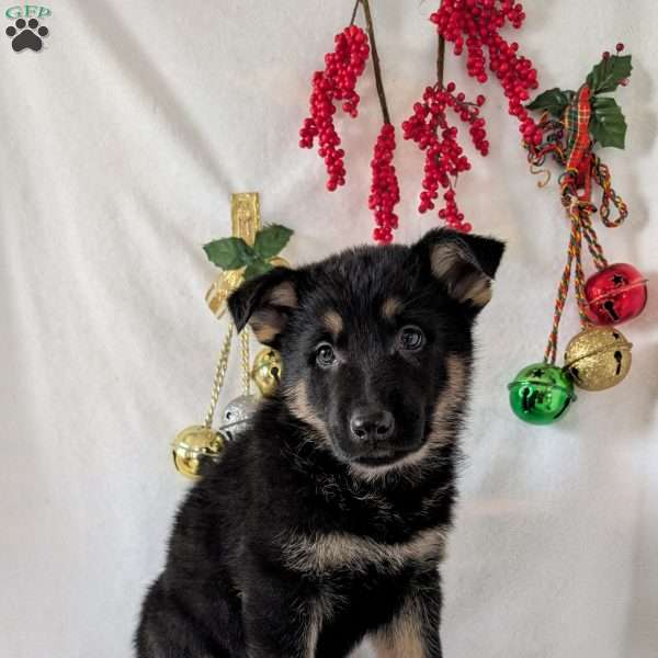 Mack, German Shepherd Puppy