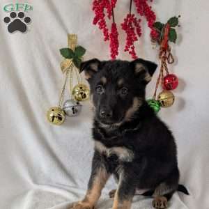 Mack, German Shepherd Puppy