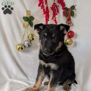 Mack, German Shepherd Puppy