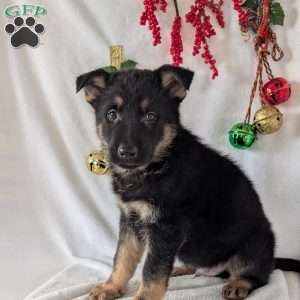 Mack, German Shepherd Puppy