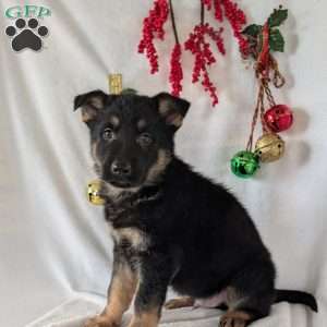 Mack, German Shepherd Puppy