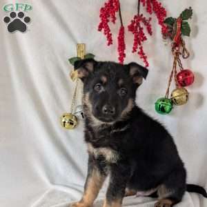 Mack, German Shepherd Puppy