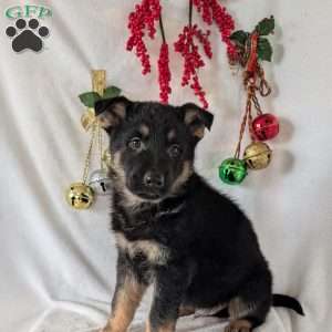 Mack, German Shepherd Puppy