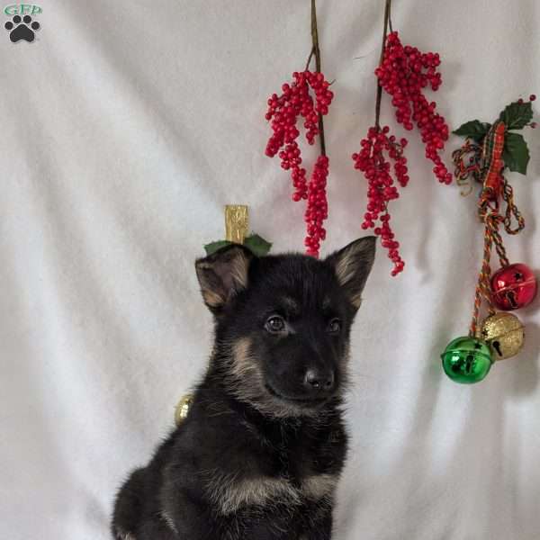 Cyclone, German Shepherd Puppy