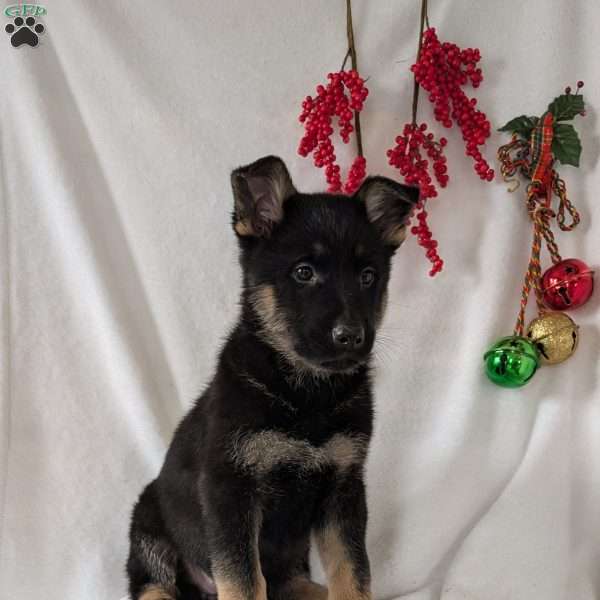 Maggie, German Shepherd Puppy