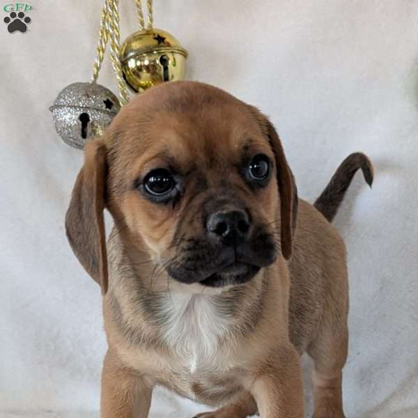 Chance, Puggle Puppy