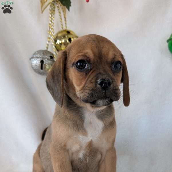 Buddy, Puggle Puppy