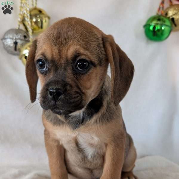 Joy, Puggle Puppy