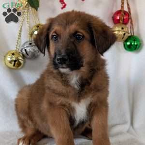Chief, German Shepherd Mix Puppy