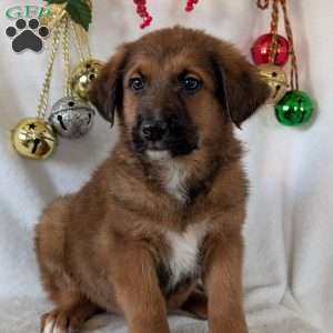 Chief, German Shepherd Mix Puppy