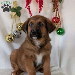 Chief, German Shepherd Mix Puppy