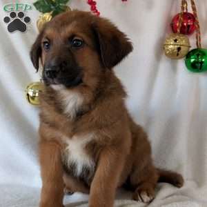 Chief, German Shepherd Mix Puppy