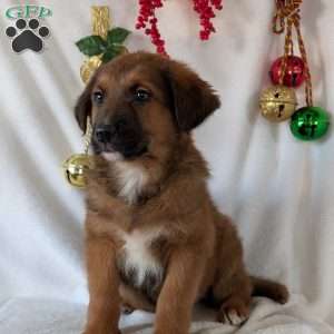 Chief, German Shepherd Mix Puppy