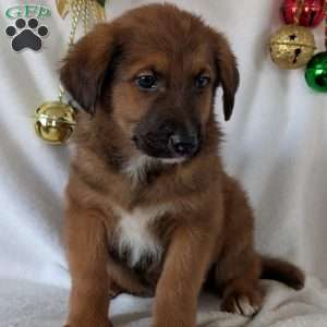 Chief, German Shepherd Mix Puppy