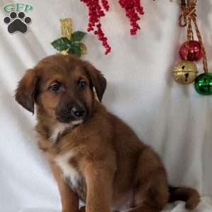 Chief, German Shepherd Mix Puppy