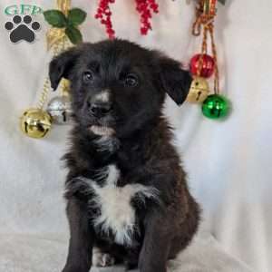 Sammy, German Shepherd Mix Puppy