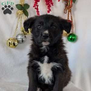 Sammy, German Shepherd Mix Puppy