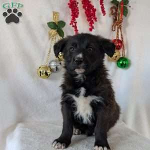 Sammy, German Shepherd Mix Puppy