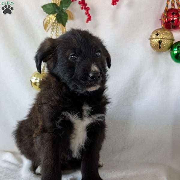 Sammy, German Shepherd Mix Puppy