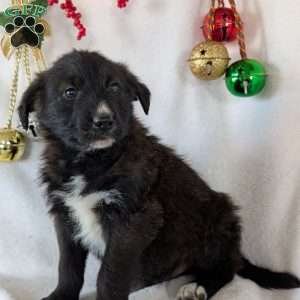 Sammy, German Shepherd Mix Puppy