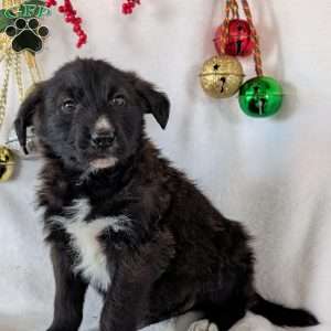 Sammy, German Shepherd Mix Puppy
