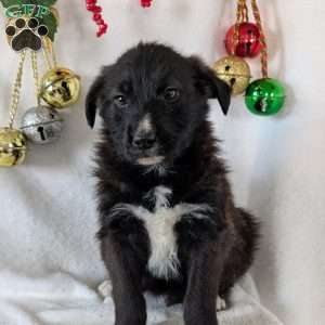 Sammy, German Shepherd Mix Puppy