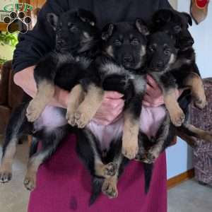 Mack, German Shepherd Puppy