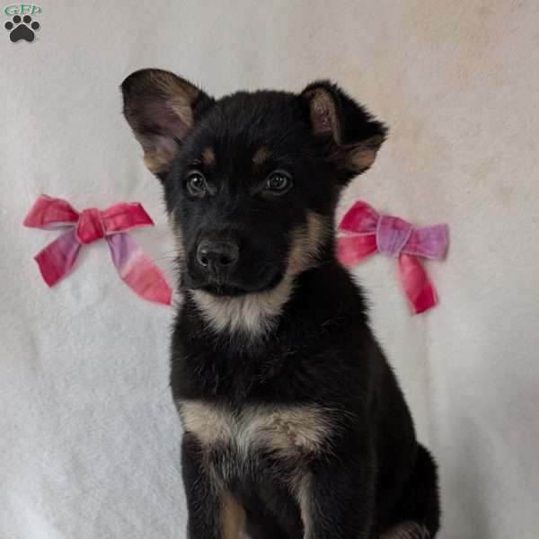 Mazie, German Shepherd Puppy