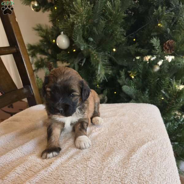 Annie, Mini Bernedoodle Puppy