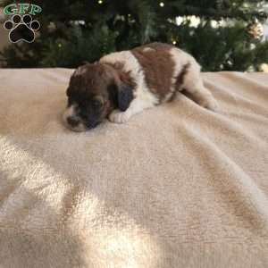 Hector, Mini Bernedoodle Puppy